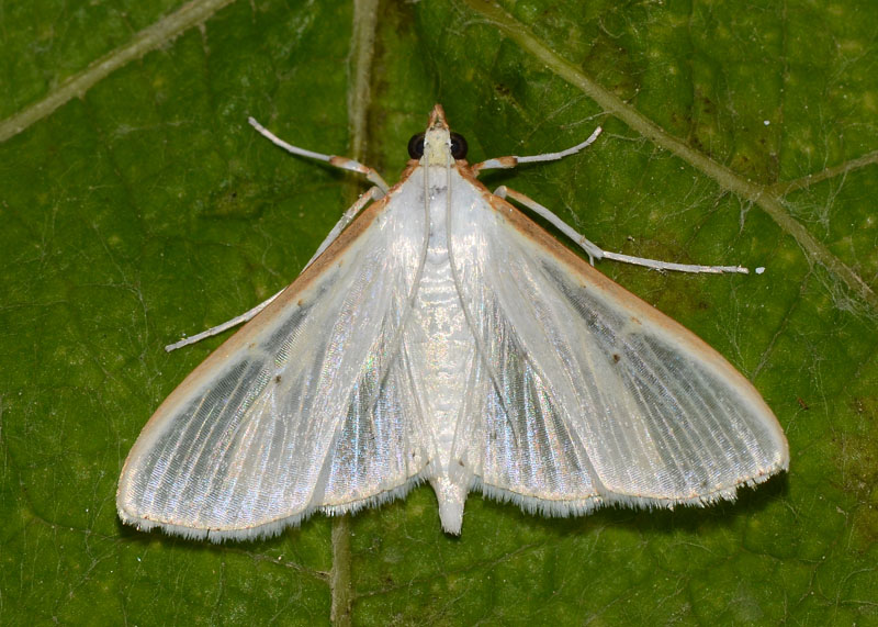 Crambidae Palpita vitrealis